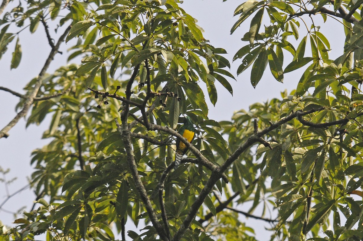 African Emerald Cuckoo - ML637495566