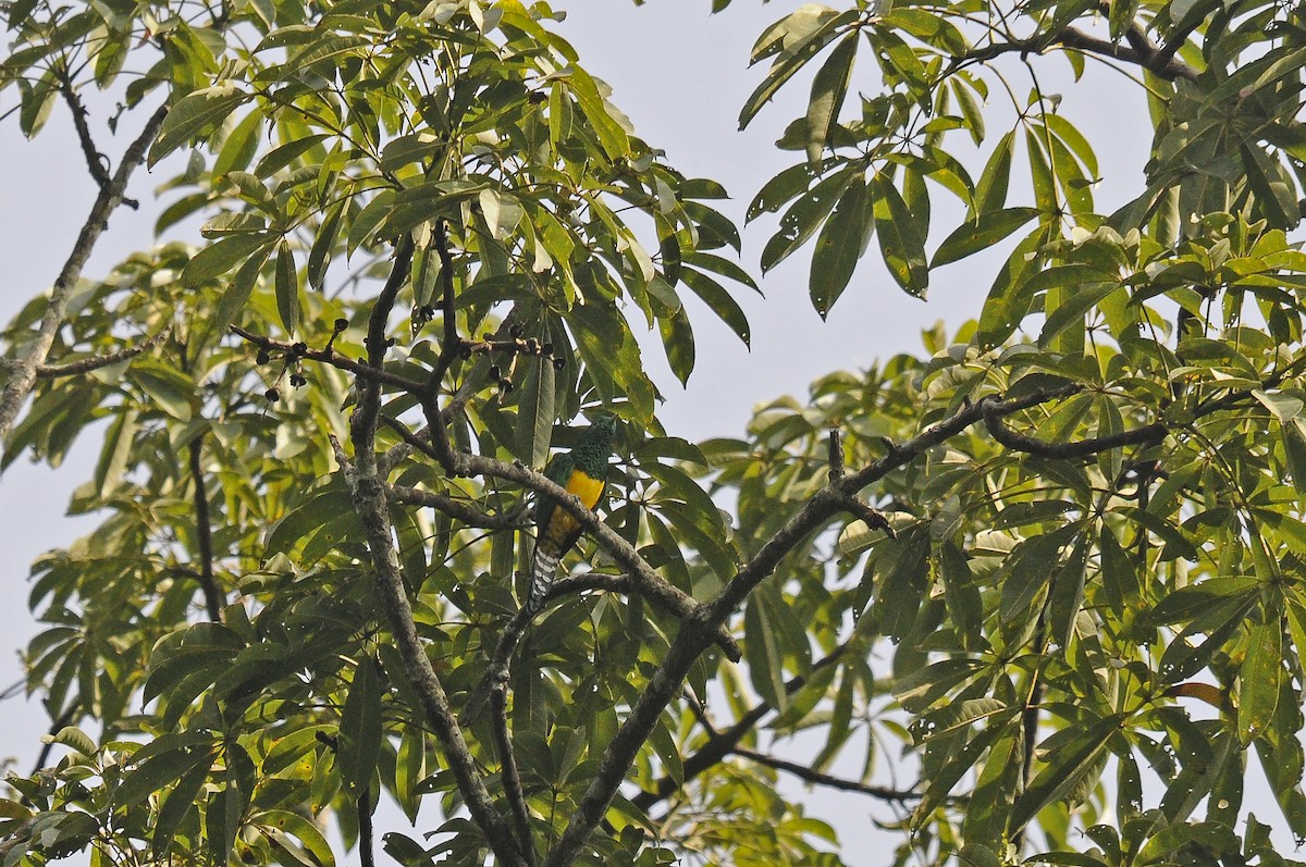 African Emerald Cuckoo - ML637495567