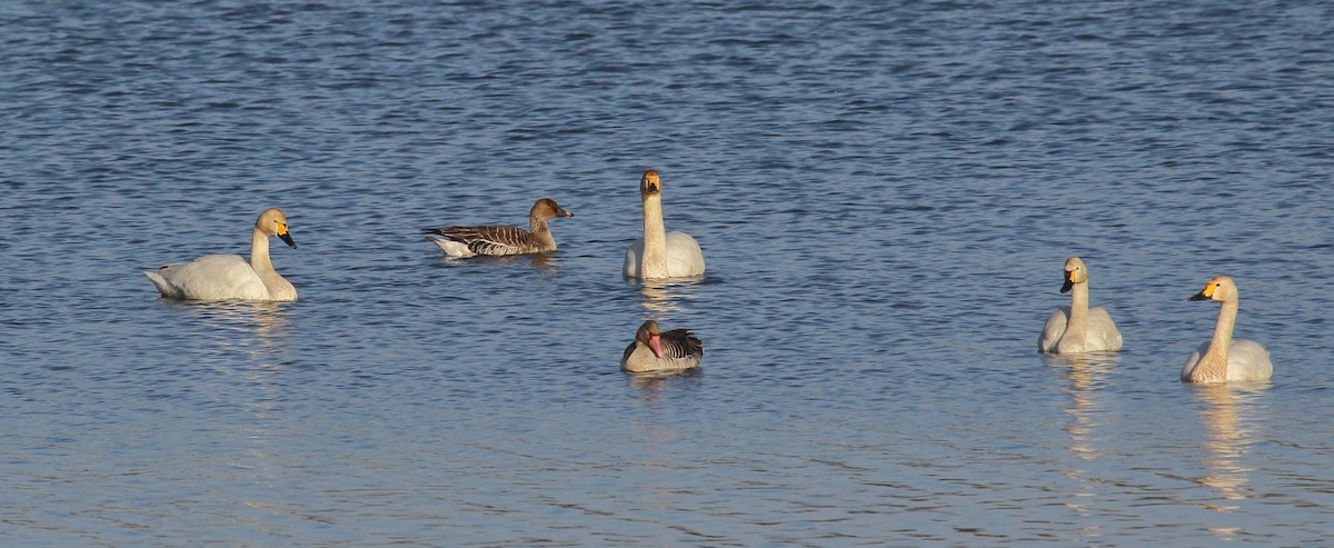 Tundra Swan - ML637495580