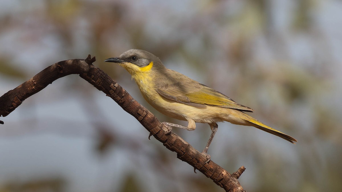 Gray-headed Honeyeater - ML637495707