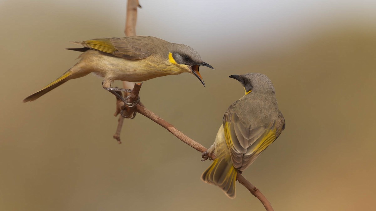 Gray-headed Honeyeater - ML637495708