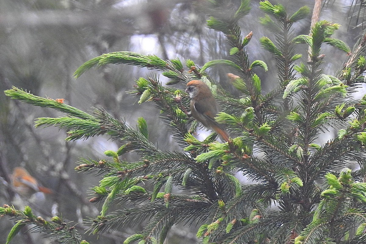 Golden Parrotbill - ML637495763