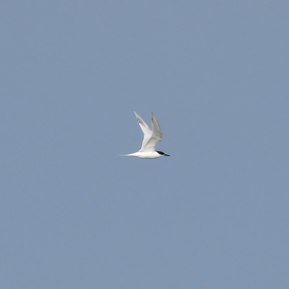 Sandwich Tern (Eurasian) - ML637495790