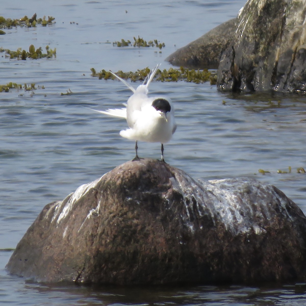 Sandwich Tern (Eurasian) - ML637495791