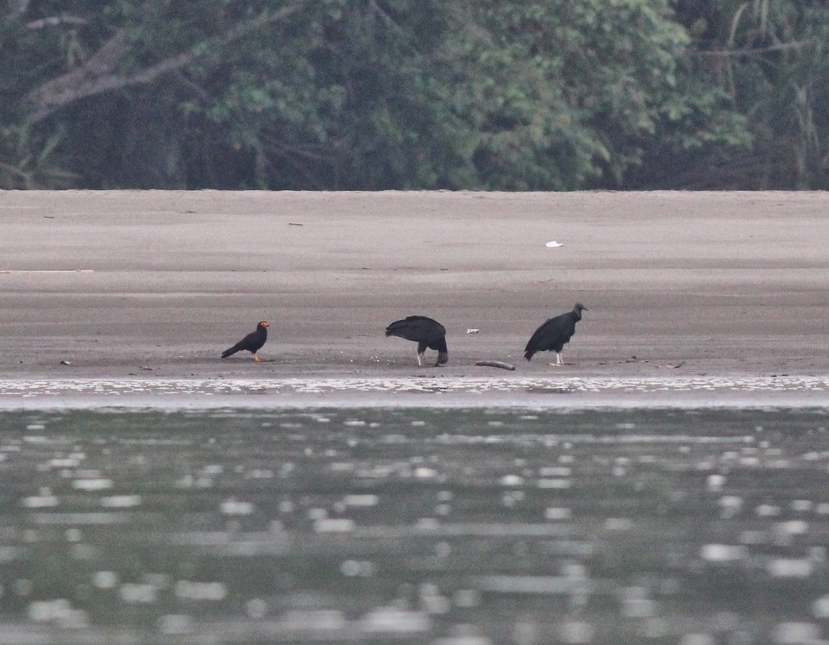 Black Caracara - ML637495809