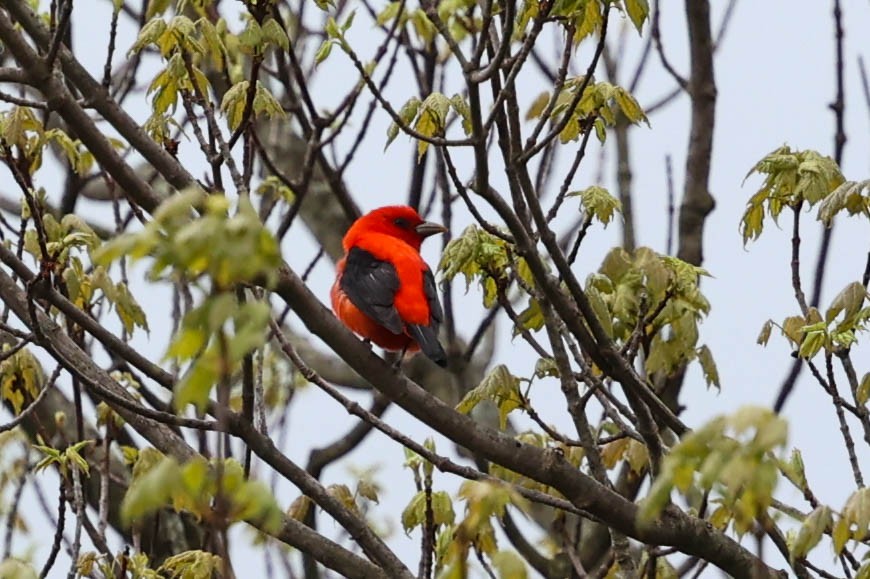 Piranga écarlate - ML637495831