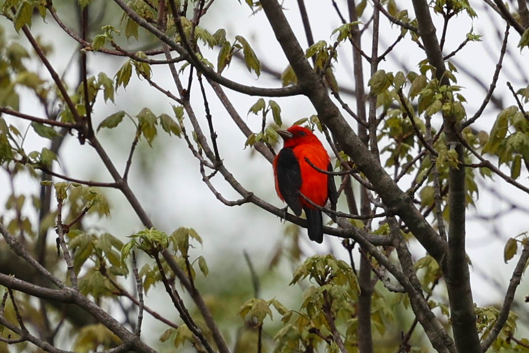 Piranga écarlate - ML637495832