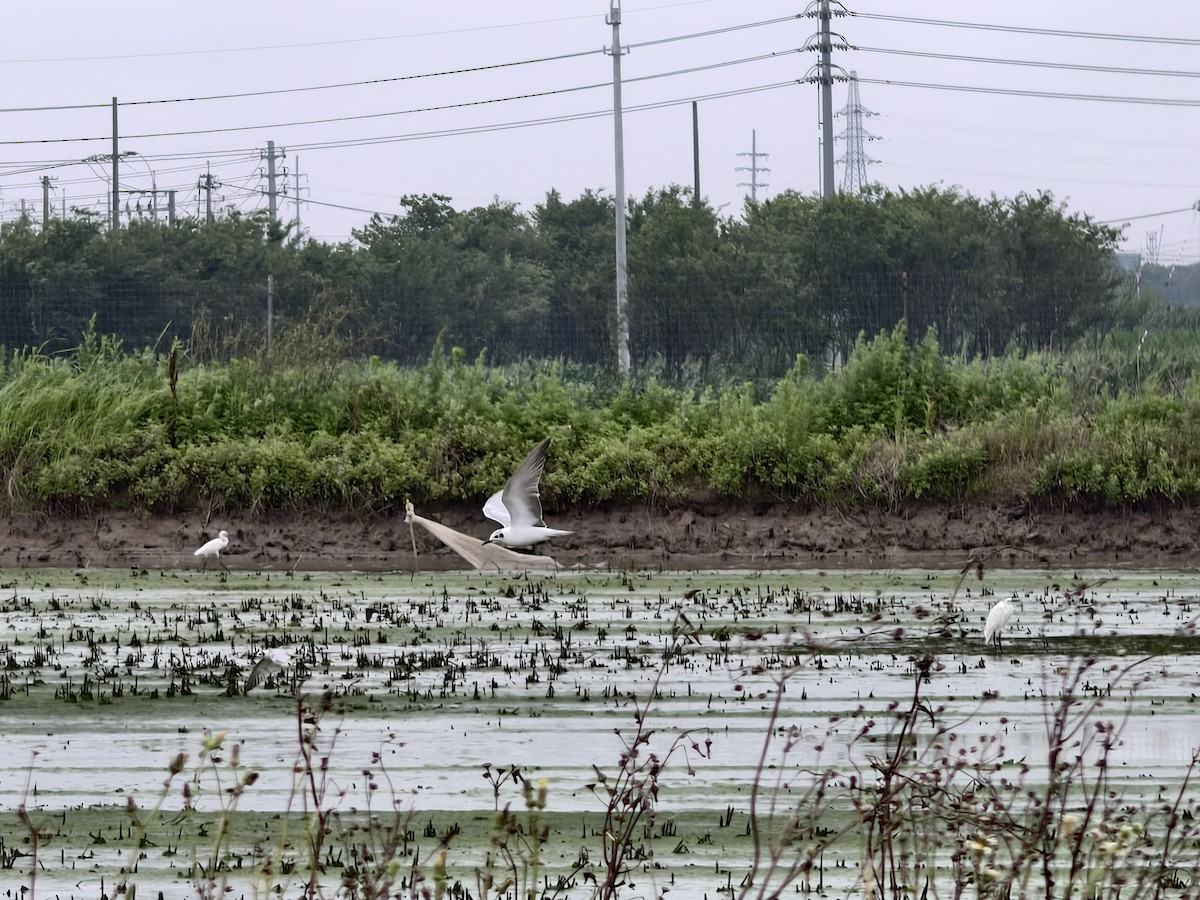 White-winged Tern - ML637495902