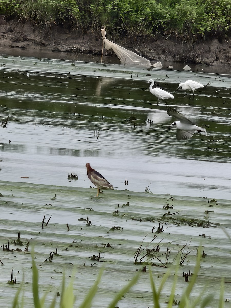 White-winged Tern - ML637495903