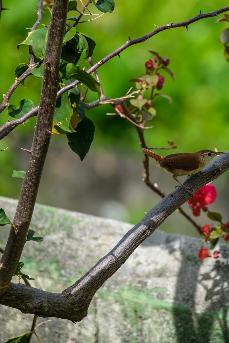 St. Vincent Wren - ML637495913