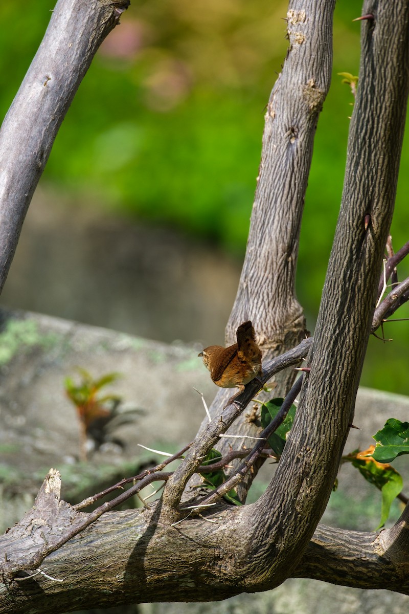 St. Vincent Wren - ML637495915