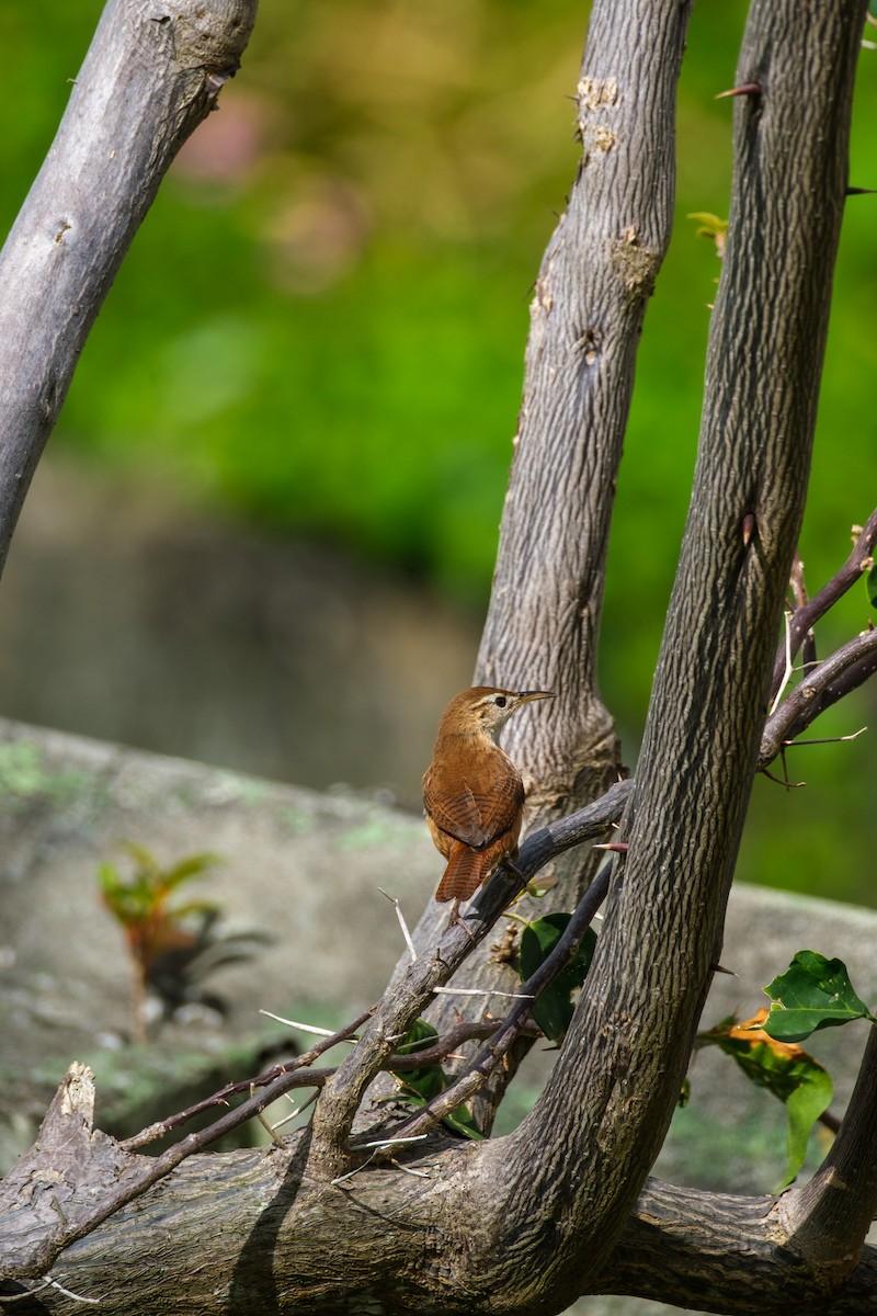 St. Vincent Wren - ML637495916