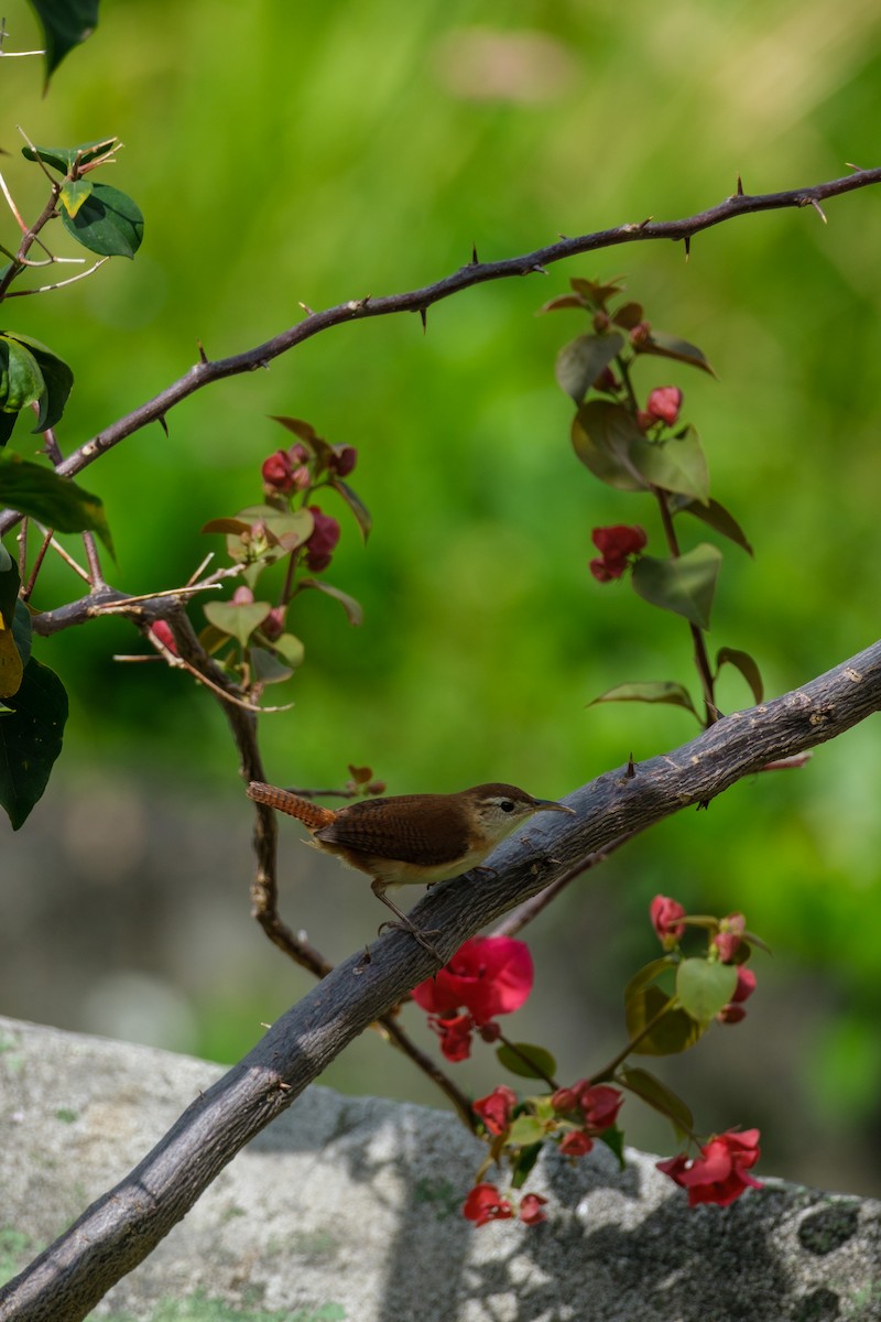 St. Vincent Wren - ML637495917