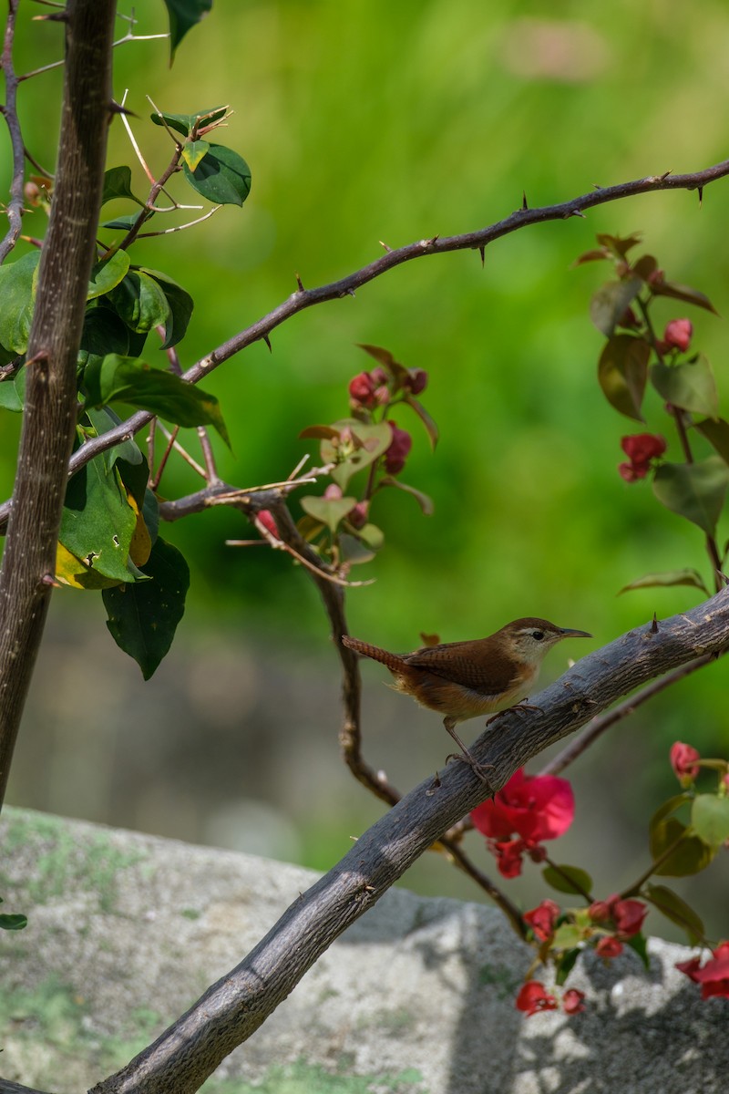 St. Vincent Wren - ML637495918