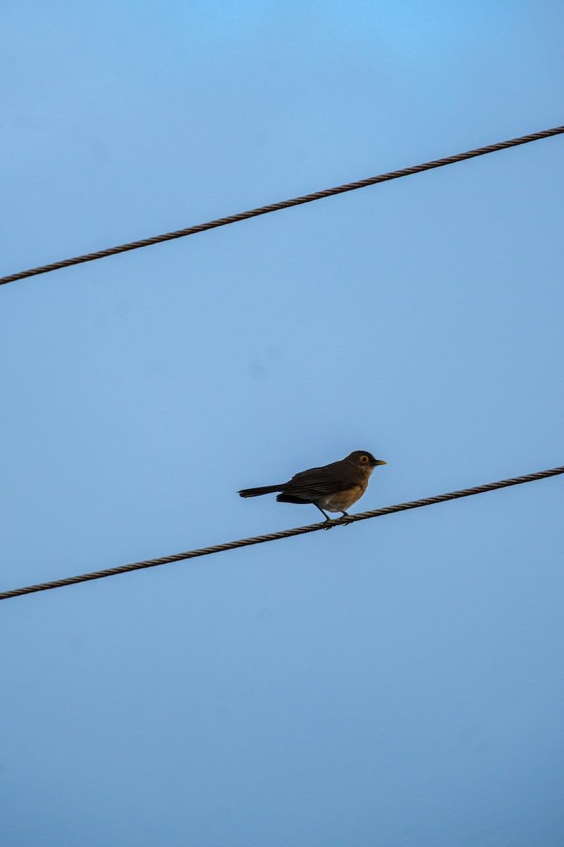 Spectacled Thrush - ML637495921