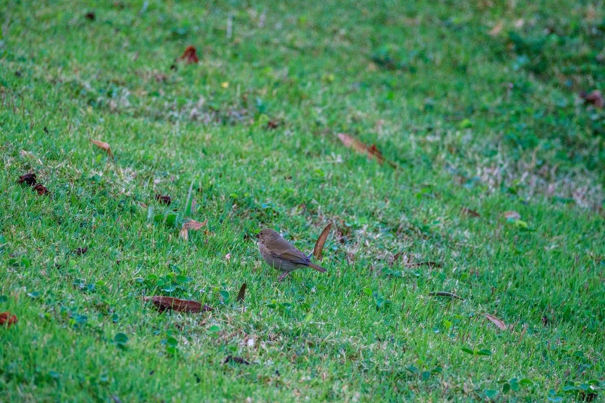 Black-faced Grassquit - ML637495953