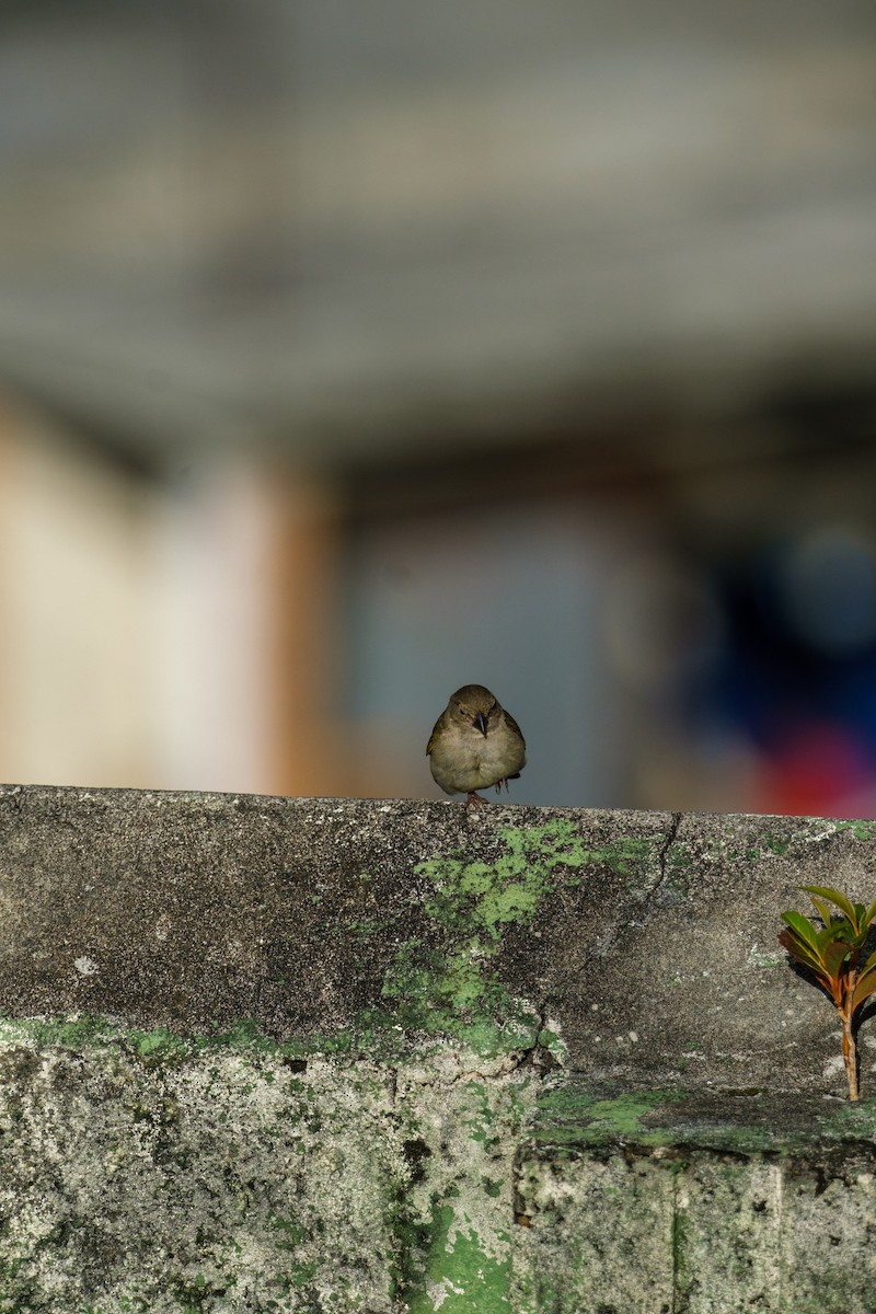 Black-faced Grassquit - ML637495954