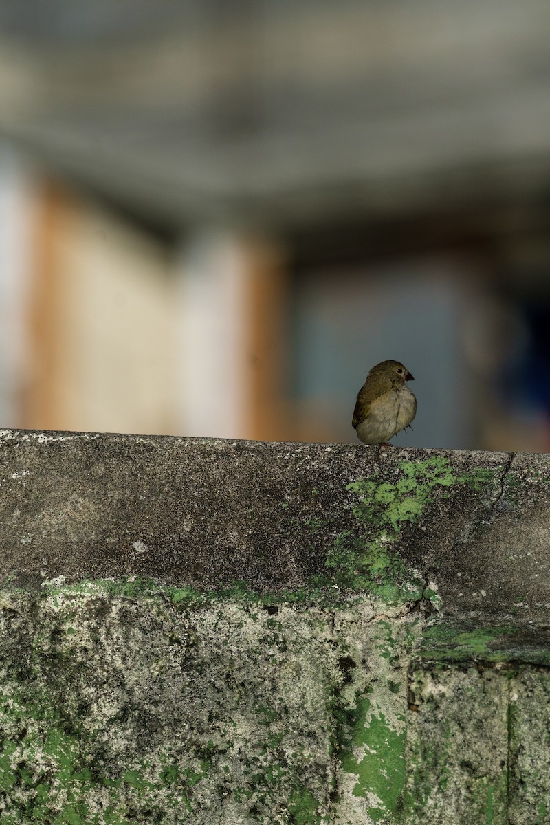 Black-faced Grassquit - ML637495955