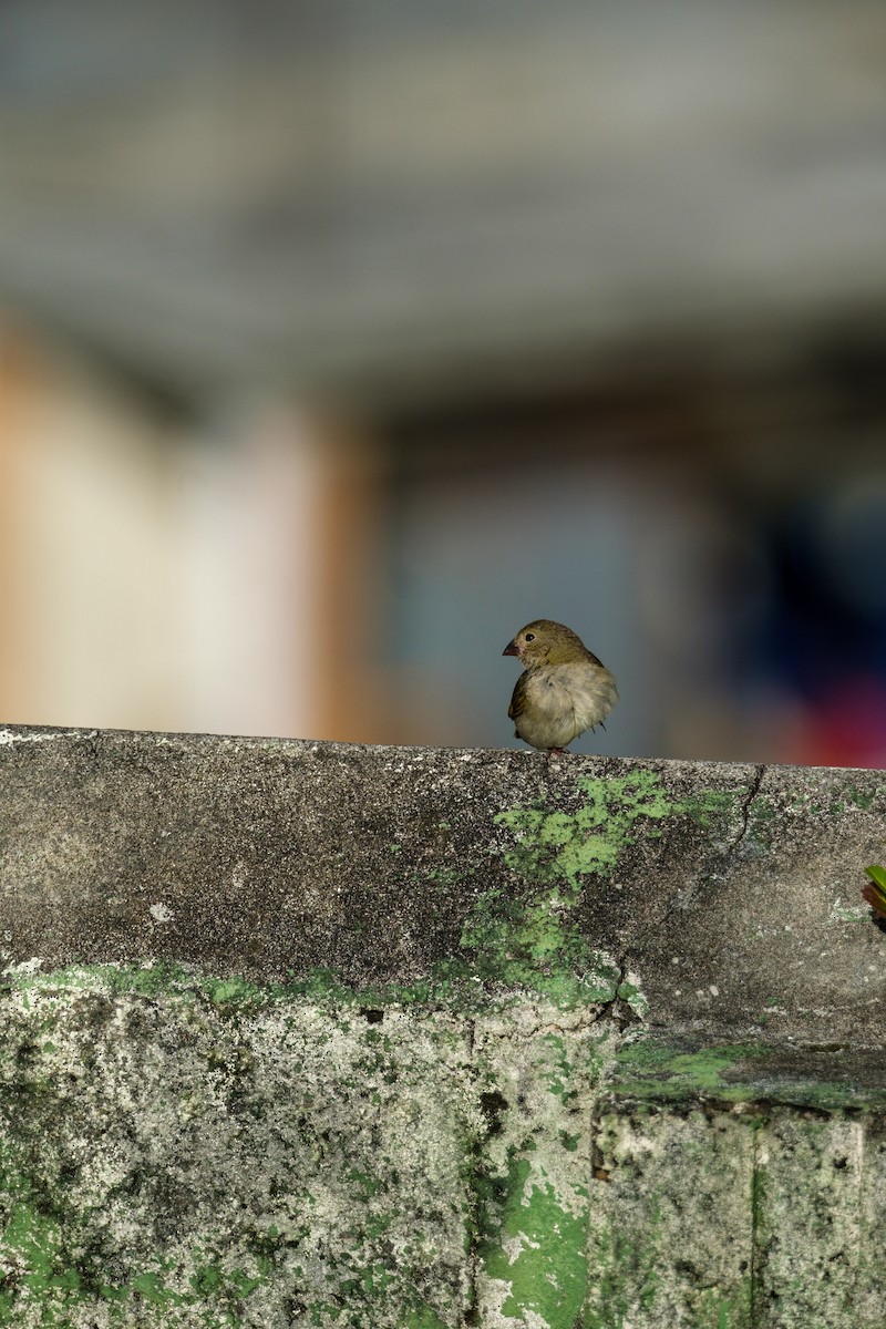 Black-faced Grassquit - ML637495956