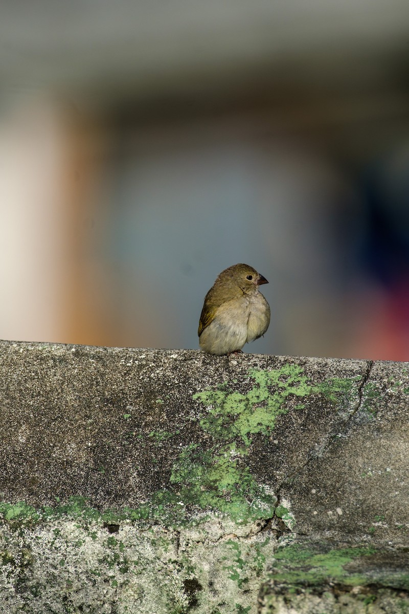 Black-faced Grassquit - ML637495957