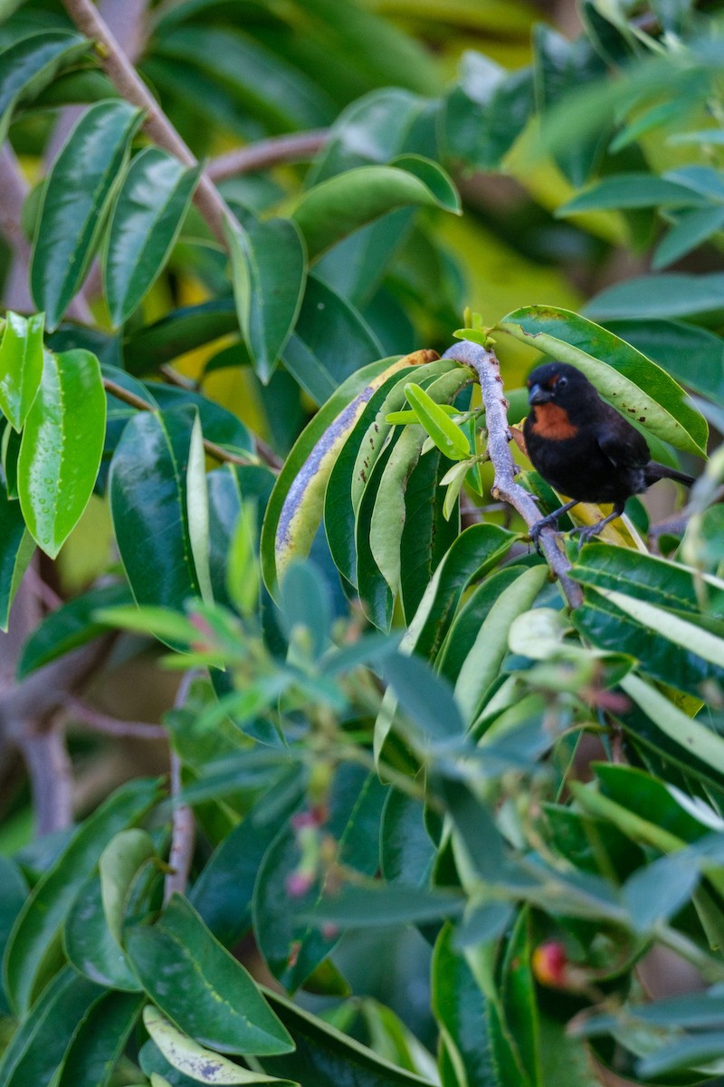 Lesser Antillean Bullfinch - ML637495962