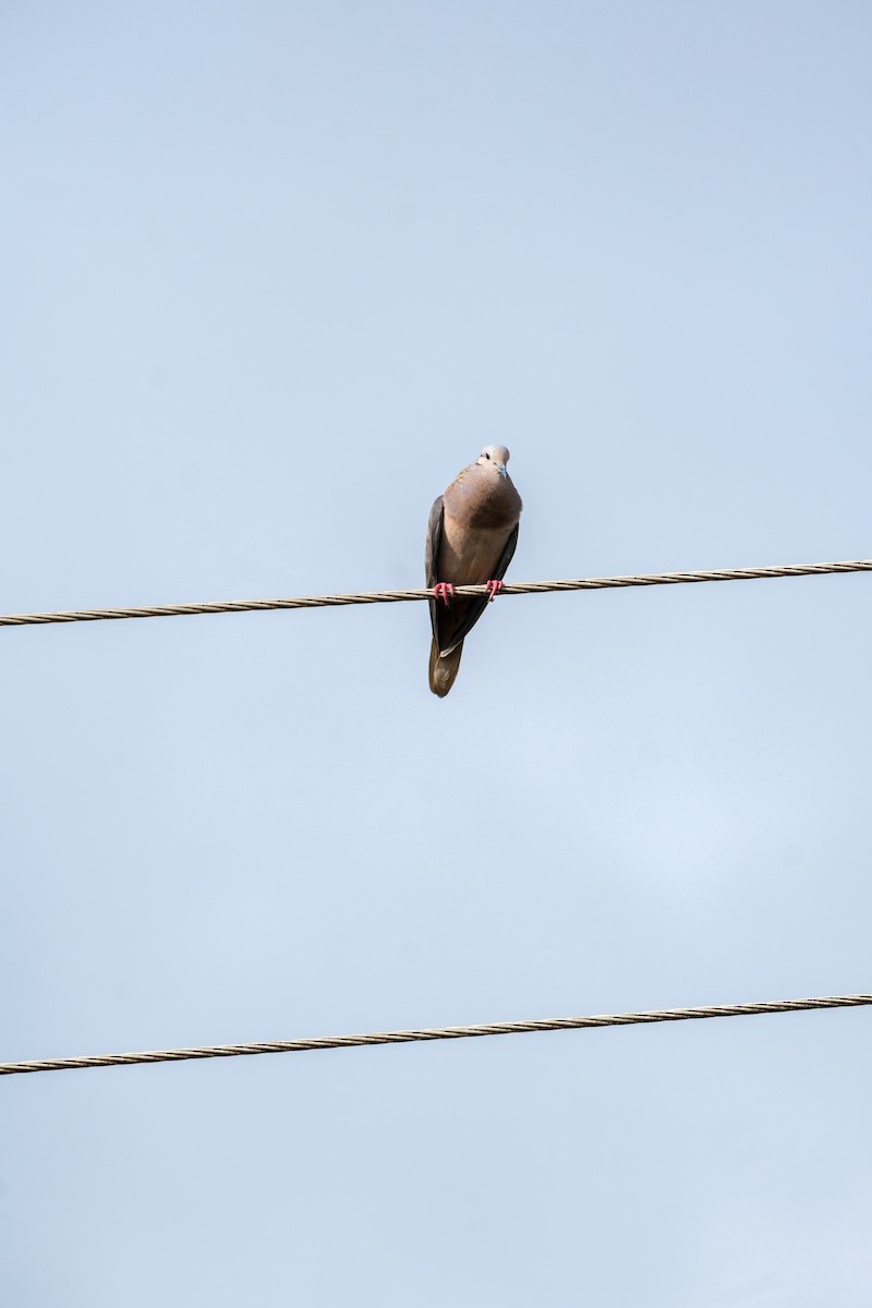 Eared Dove - ML637495976