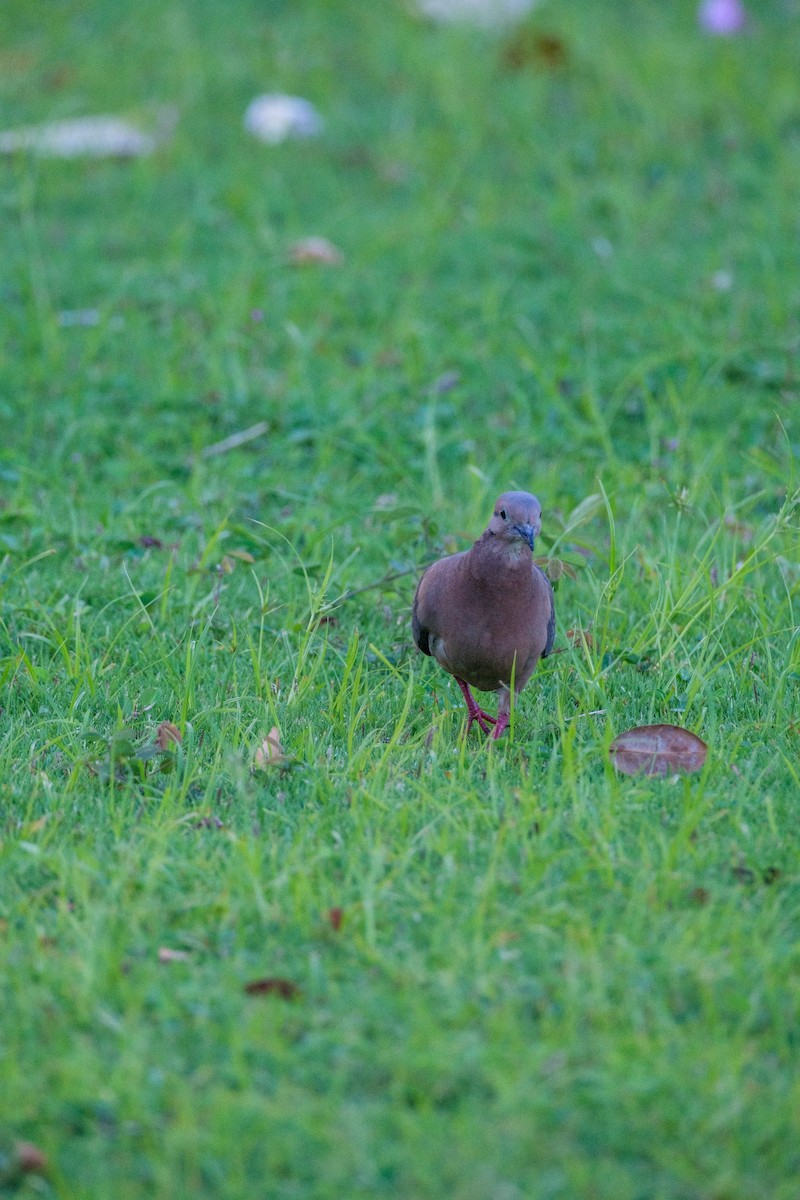 Eared Dove - ML637495977