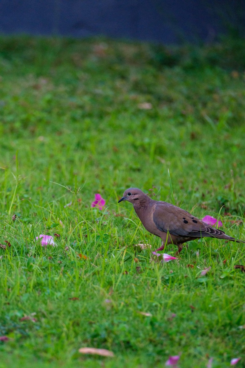 Eared Dove - ML637495979