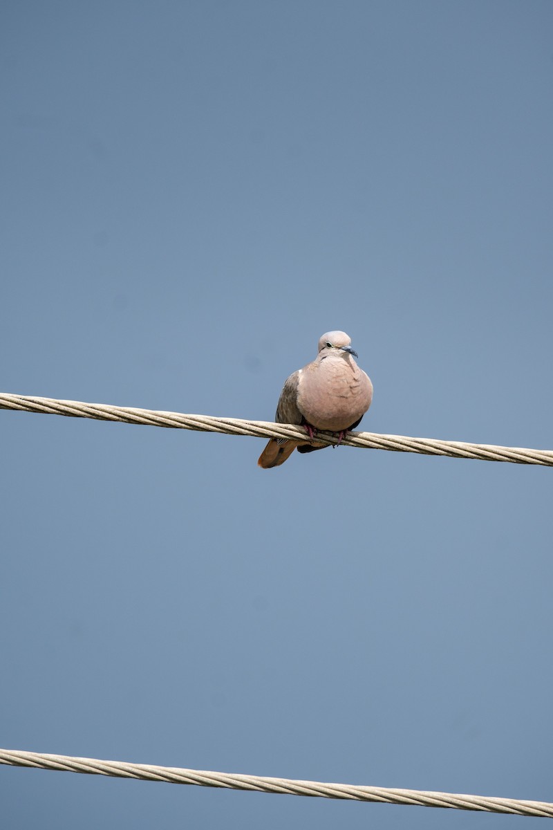 Eared Dove - ML637495980