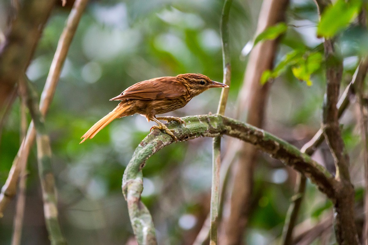 Pale-browed Treehunter - Leonardo Merçon / Instituto Últimos Refúgios