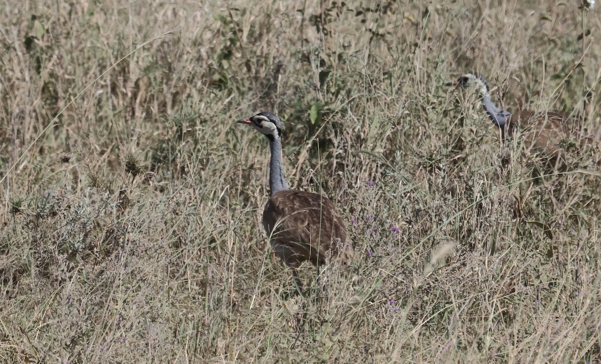 Белобрюхий корхан [группа senegalensis] - ML637496019