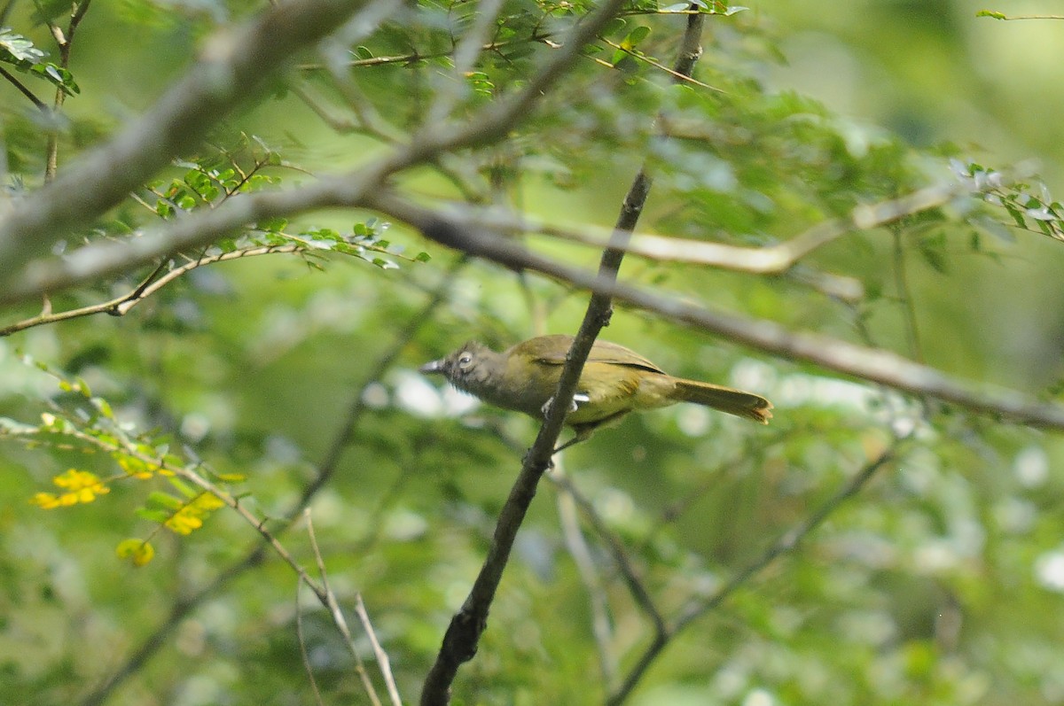 Gray Greenbul - ML637496041