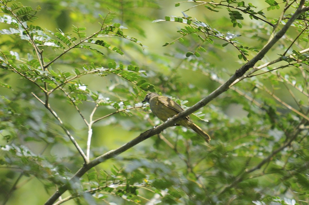 Gray Greenbul - ML637496042