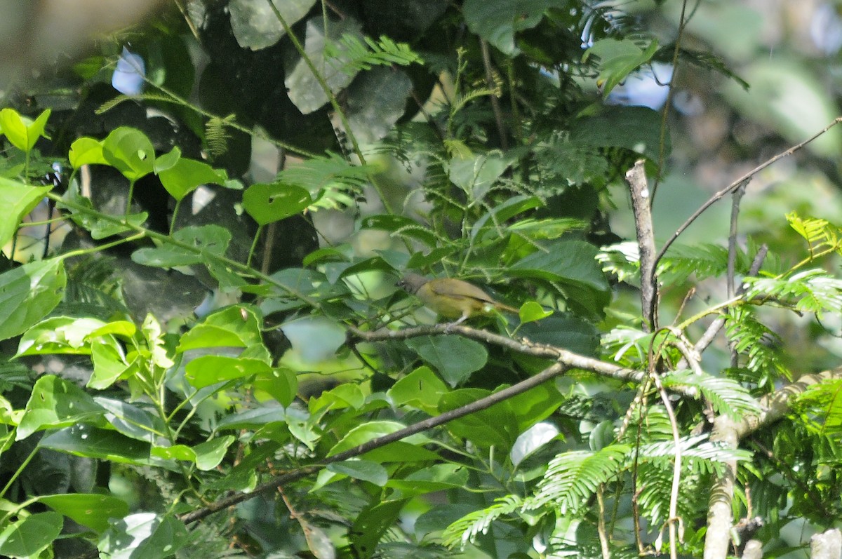Gray Greenbul - ML637496043