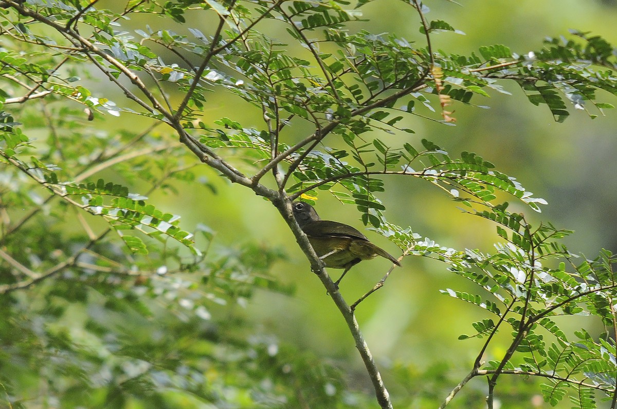 Gray Greenbul - ML637496044
