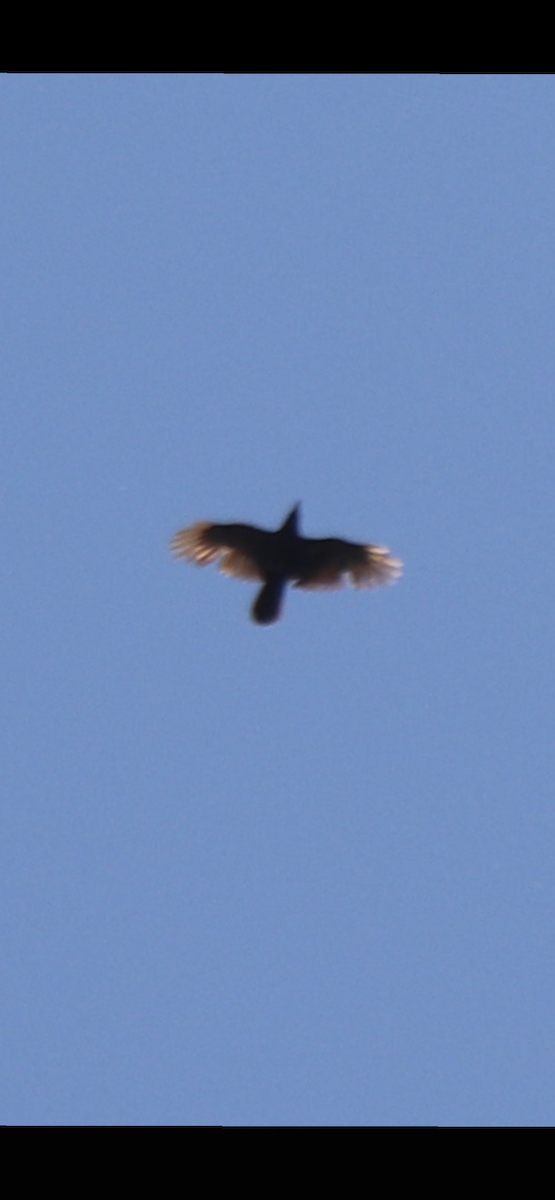 Chihuahuan Raven - ML637496049