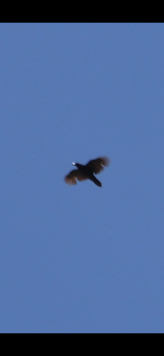 Chihuahuan Raven - ML637496050