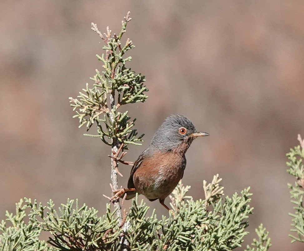 Tristram's Warbler - ML637496058