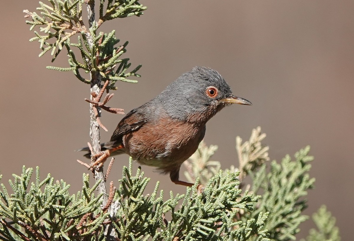 Tristram's Warbler - ML637496059