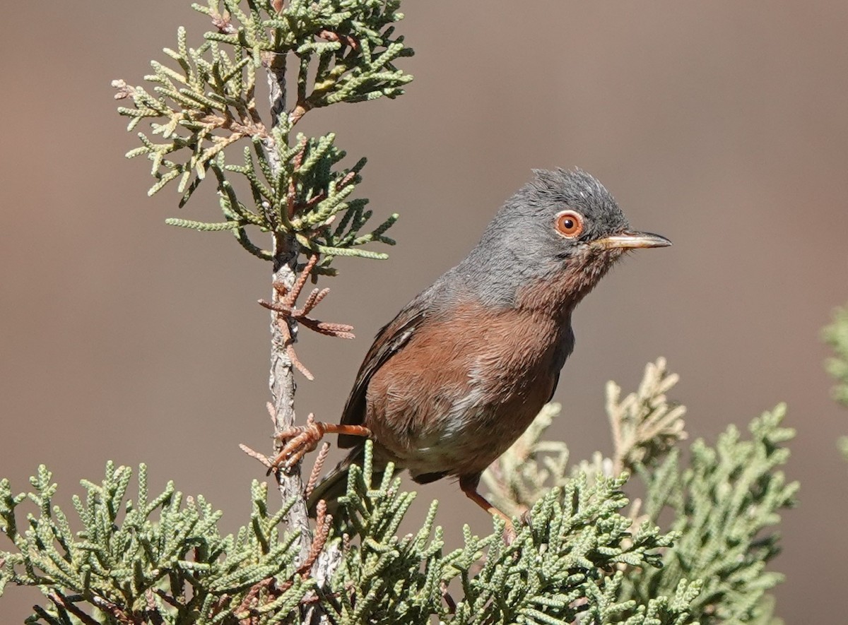 Tristram's Warbler - ML637496060