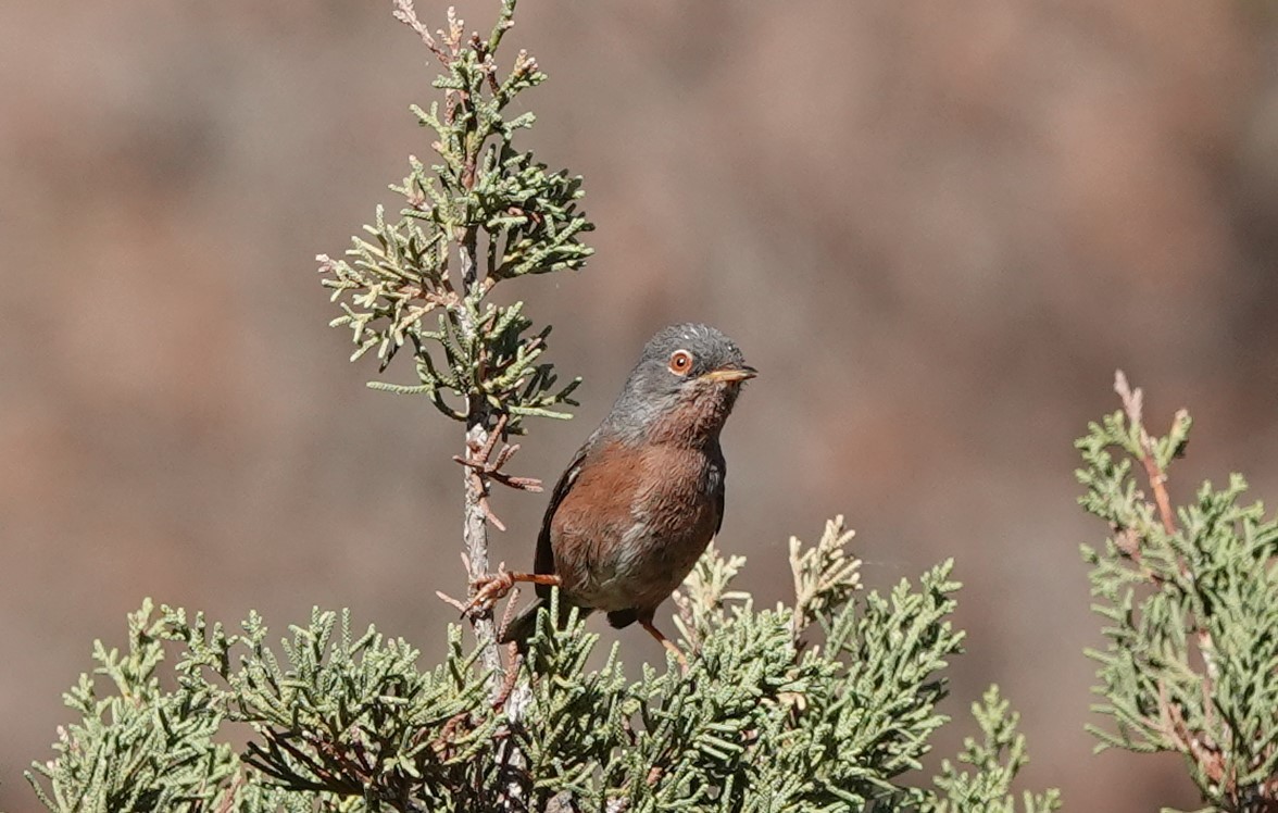 Tristram's Warbler - ML637496062