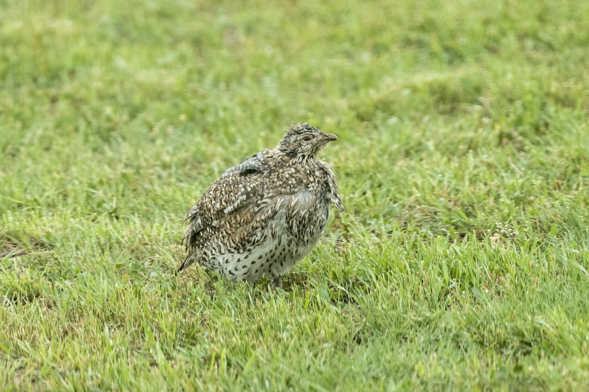 Sharp-tailed Grouse - ML637496063