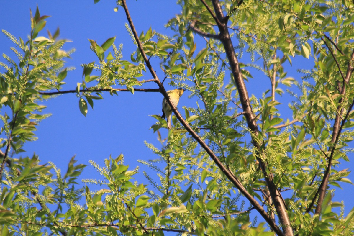 Cape May Warbler - ML637496065