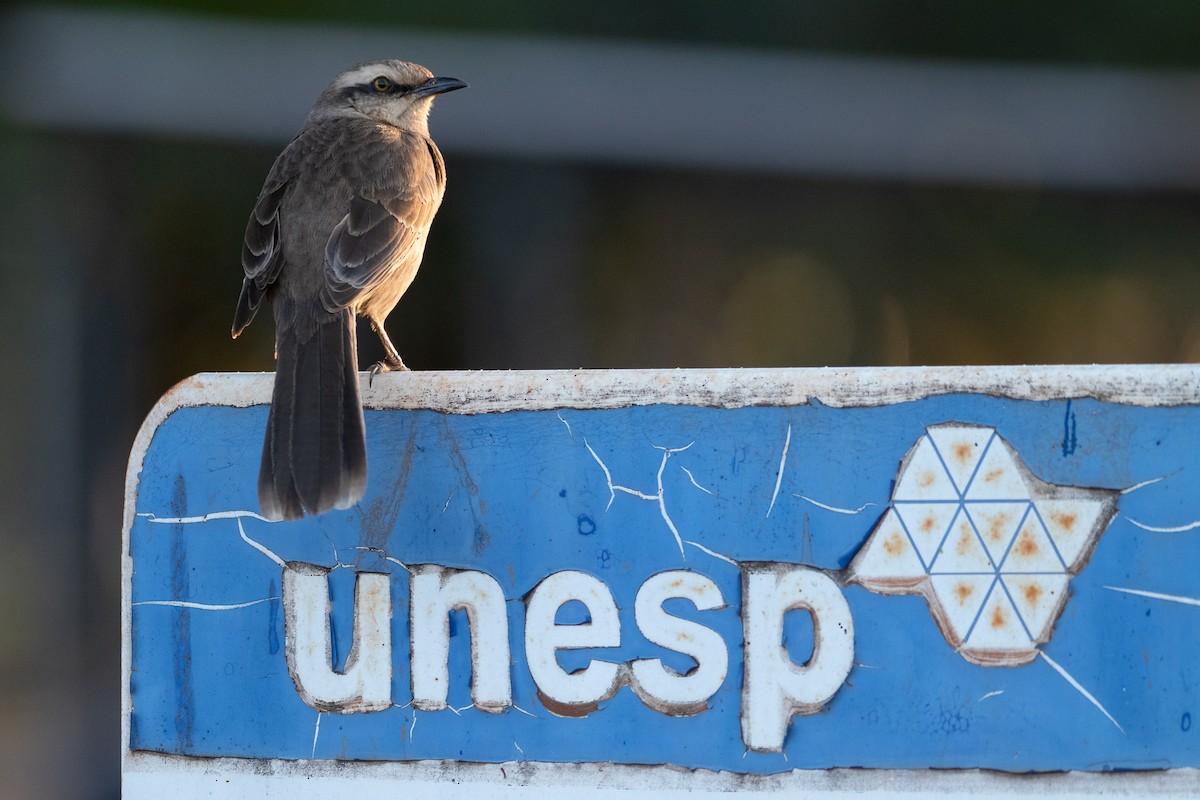 Chalk-browed Mockingbird - ML637496066