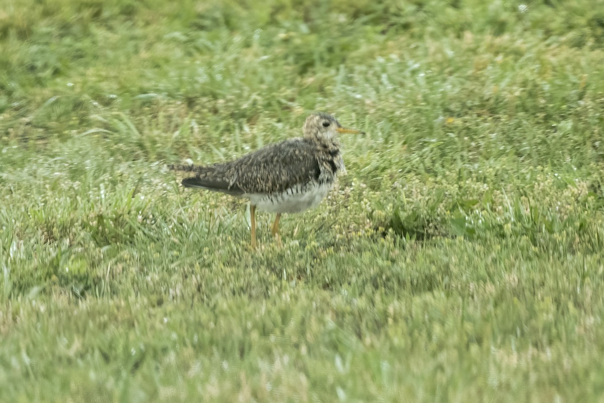 Upland Sandpiper - ML637496067