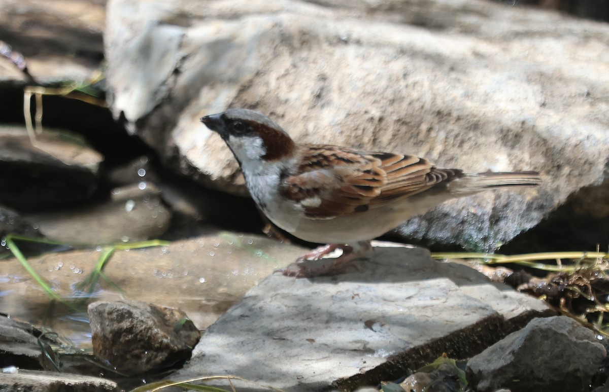 House Sparrow - ML637496068