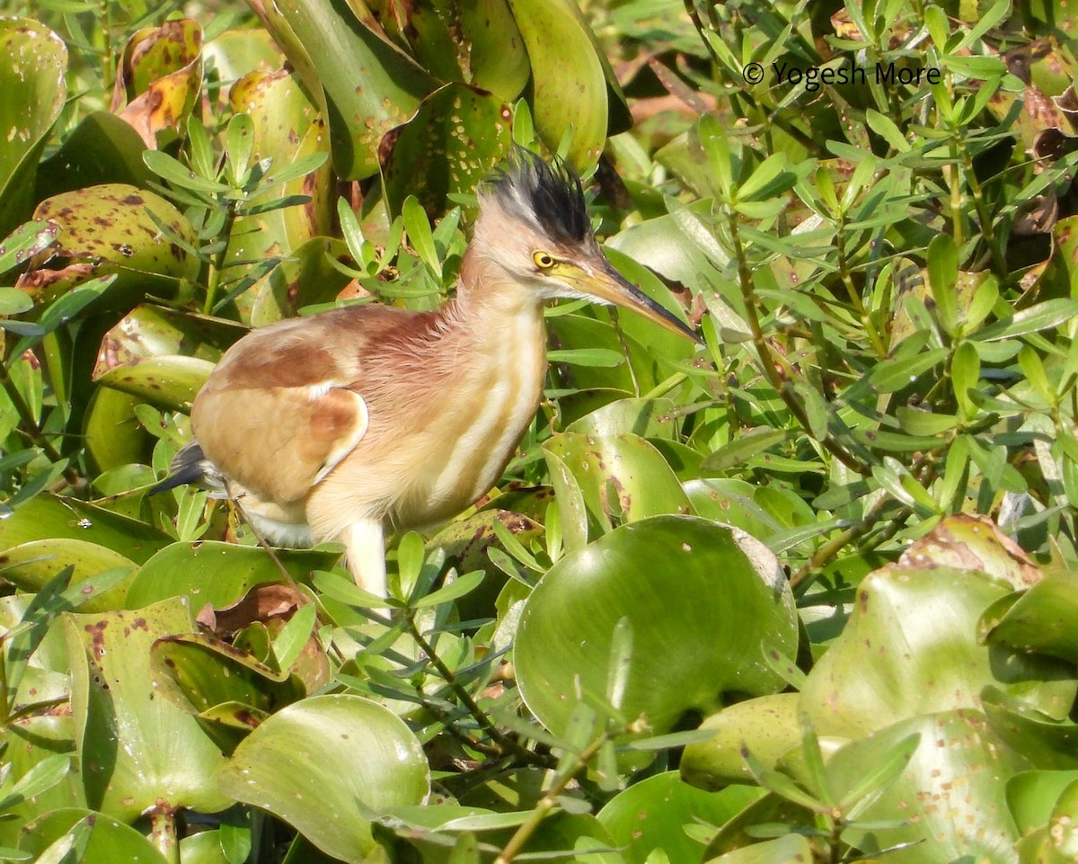 Yellow Bittern - ML637496069