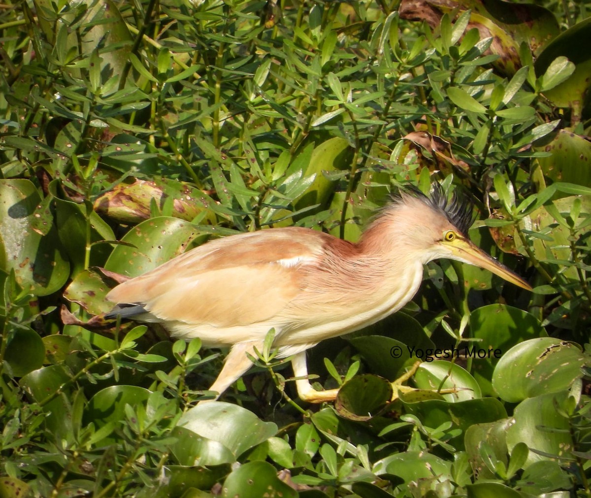 Yellow Bittern - ML637496070