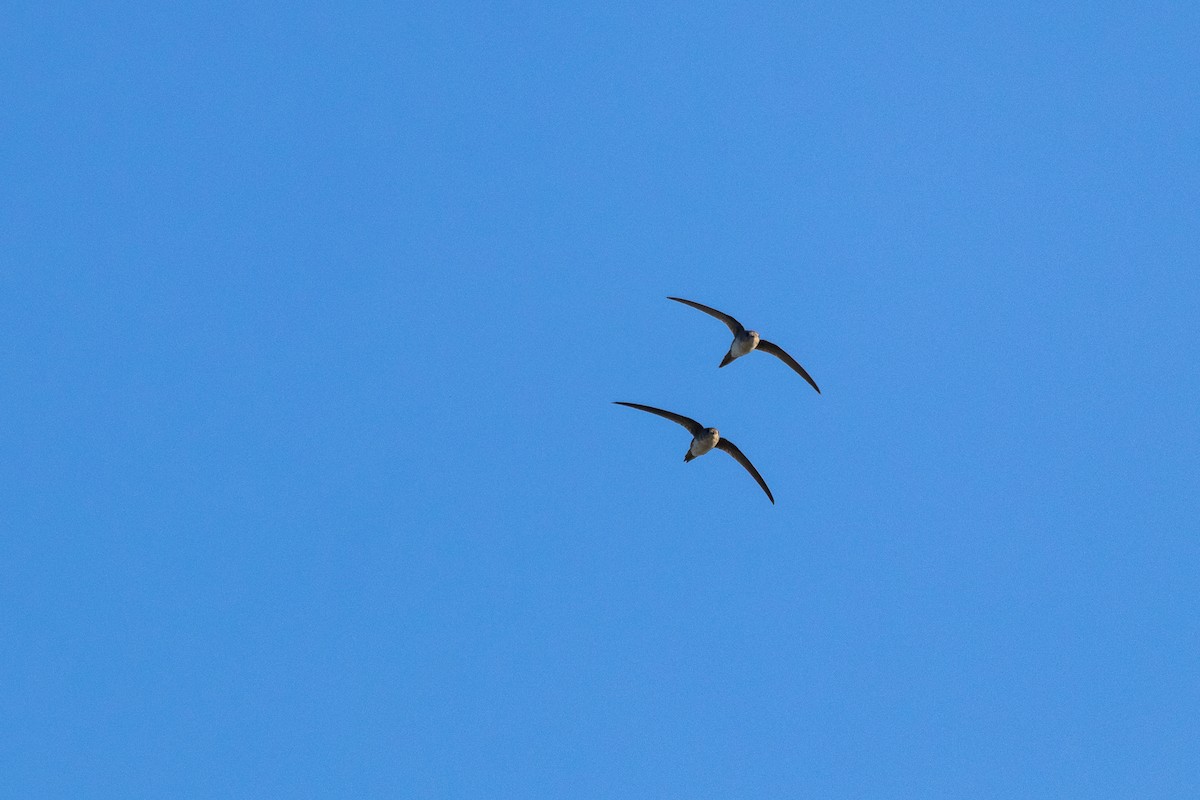 Fork-tailed Palm Swift - ML637496071