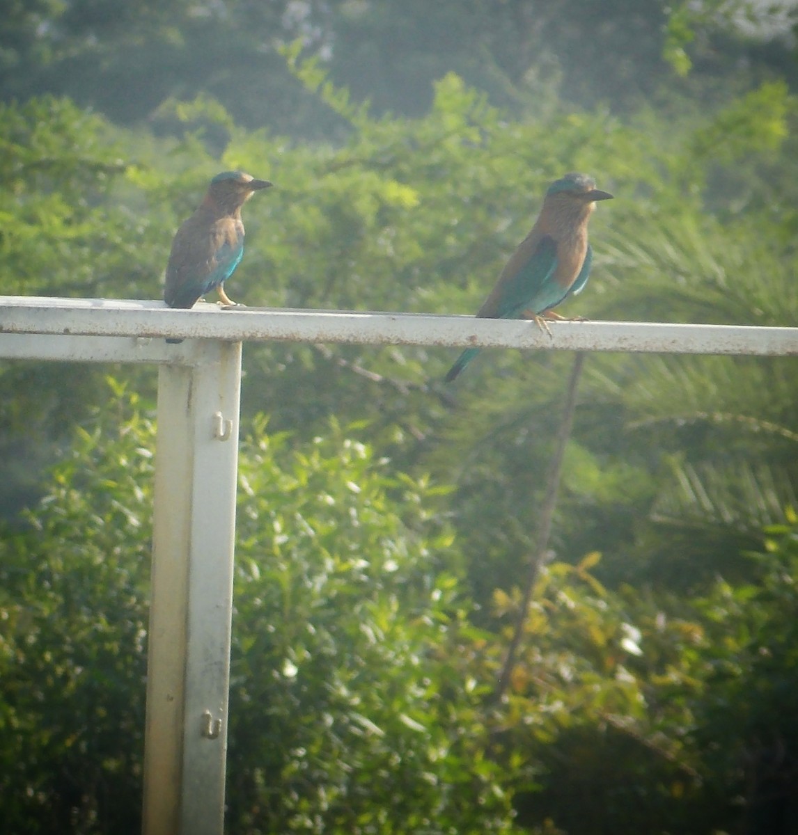 Indian Roller - ML637496072